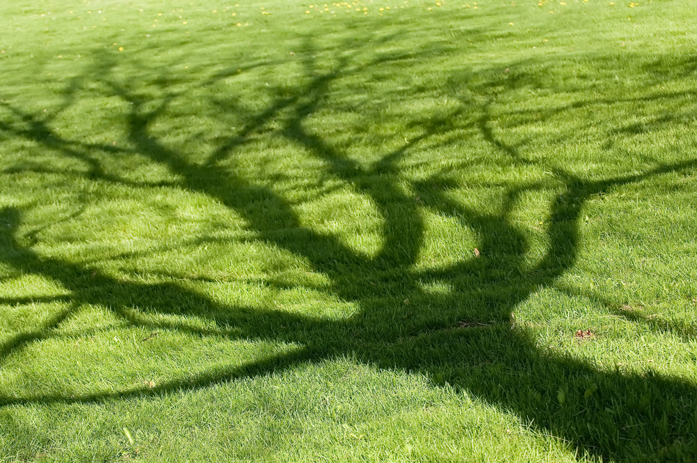 tree shadow on green grass